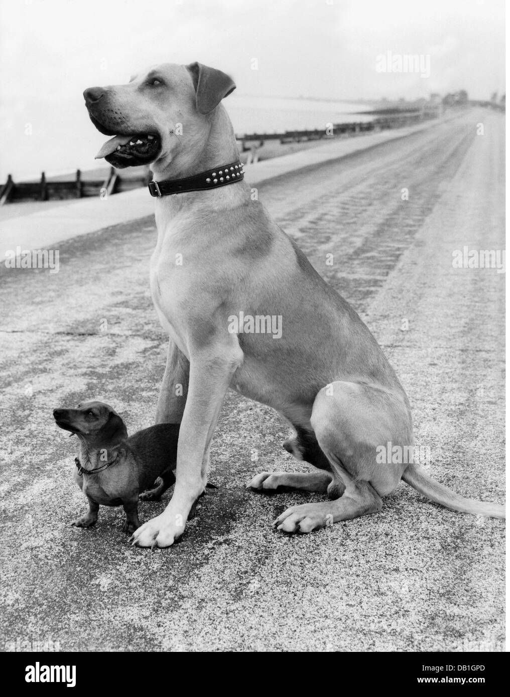 zoologie / animaux, mammifères / mammifères, chien (Canis lupus familiaris), dachshund et Labrador Retriever, années 1950, droits additionnels-Clearences-non disponible Banque D'Images