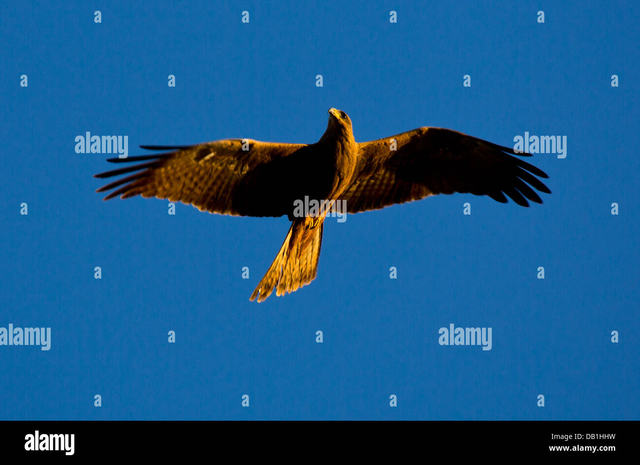 Milan noir (Milvus migrans) en vol, Queensland, Australie Banque D'Images