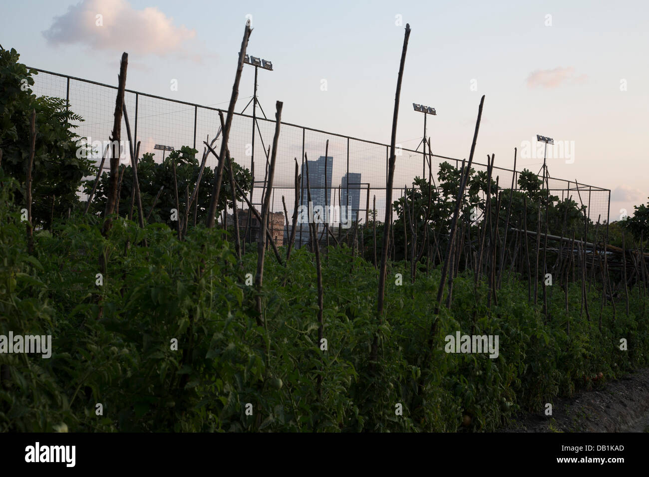 Istanbul, Turquie -- Le potager historique datant de 400 avant J.-C., autour de l'ancienne forteresse de Yedikule sont directement menacés en raison de la planification de la ville, la municipalité de remplir l'espace aride de gravats et de thrash, pour finalement le transformer en 'public'. Photo par Bikem Ekberzade Banque D'Images