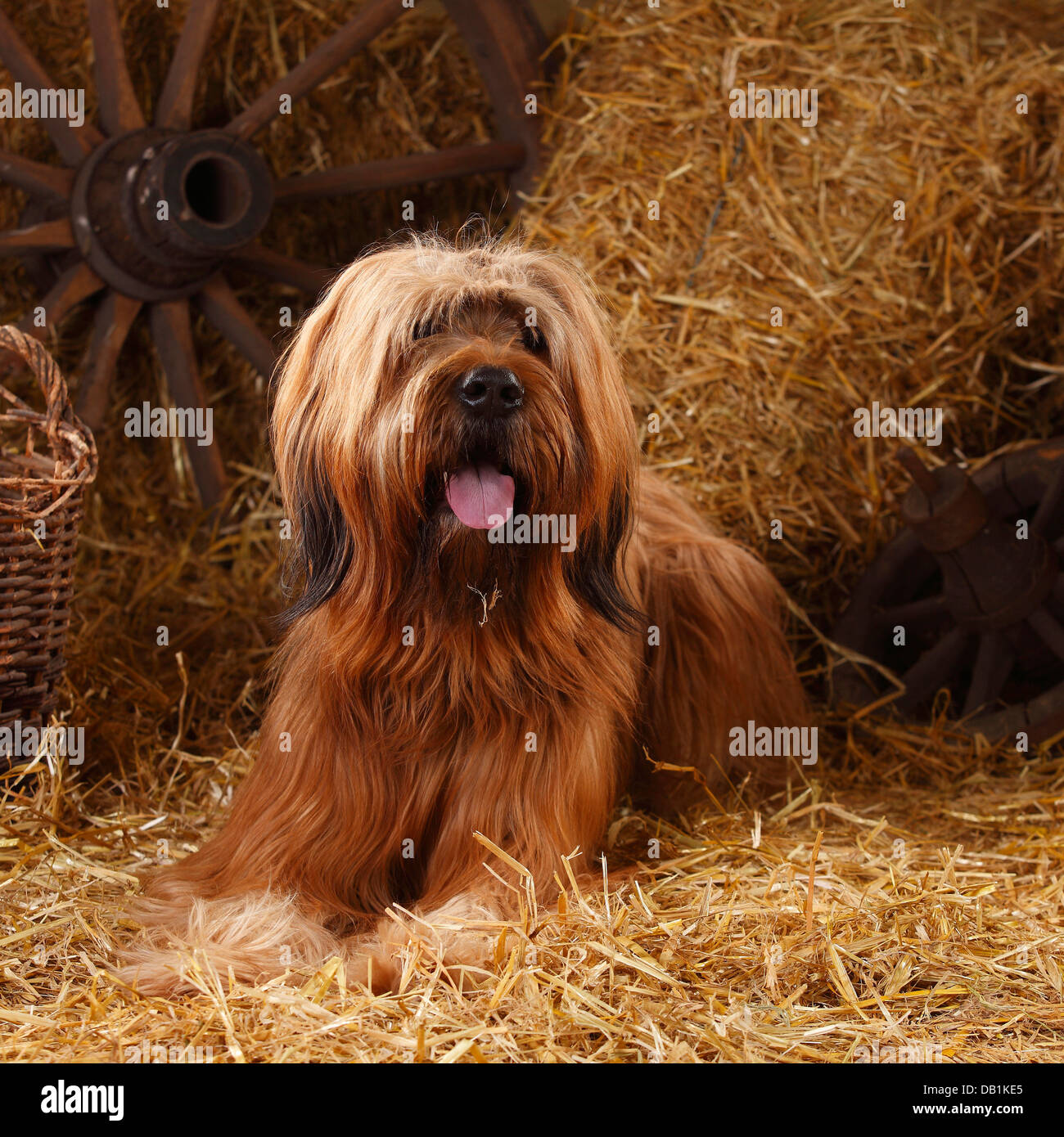 Briard / Berger de Brie |Briard, Ruede / Berger de Brie Banque D'Images