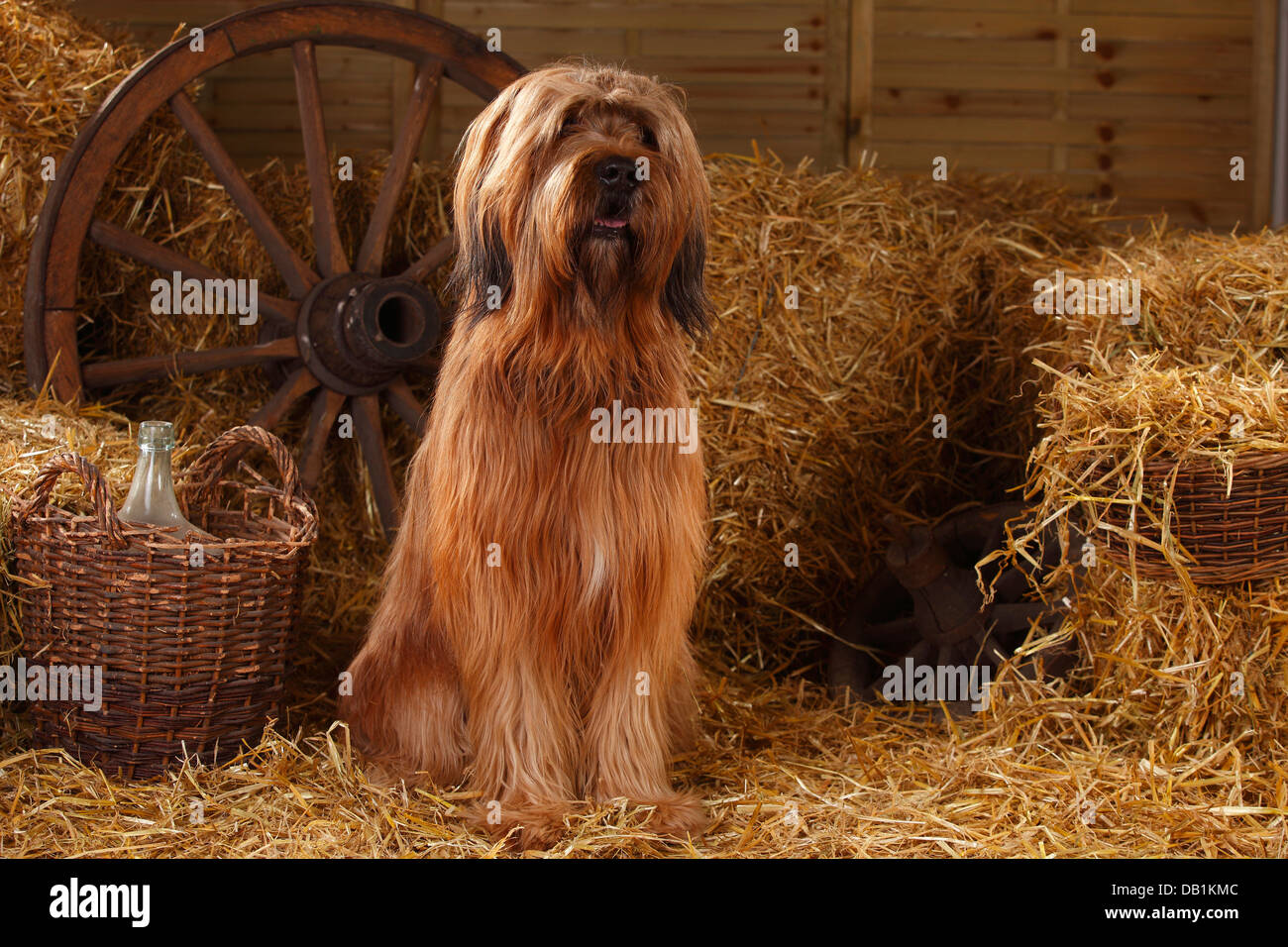 Briard / Berger de Brie |Briard, Ruede / Berger de Brie Banque D'Images