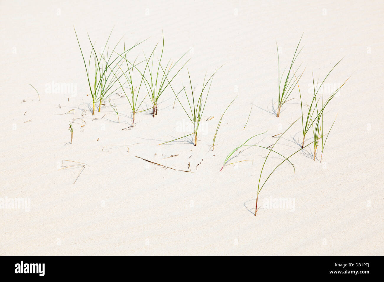 Quelques brins d'herbe poussant sur une dune de sable à la mer du Nord en Norderney, Allemagne. Banque D'Images
