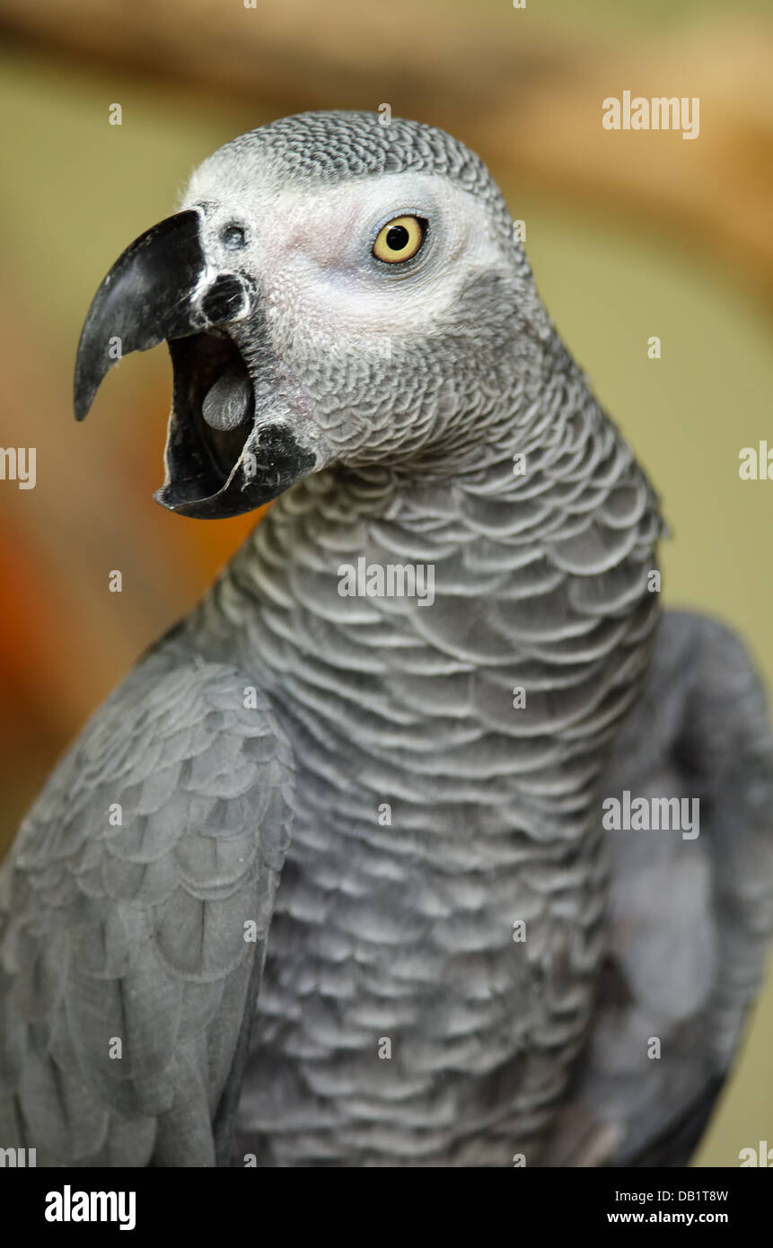 Afrique perroquet gris Banque D'Images