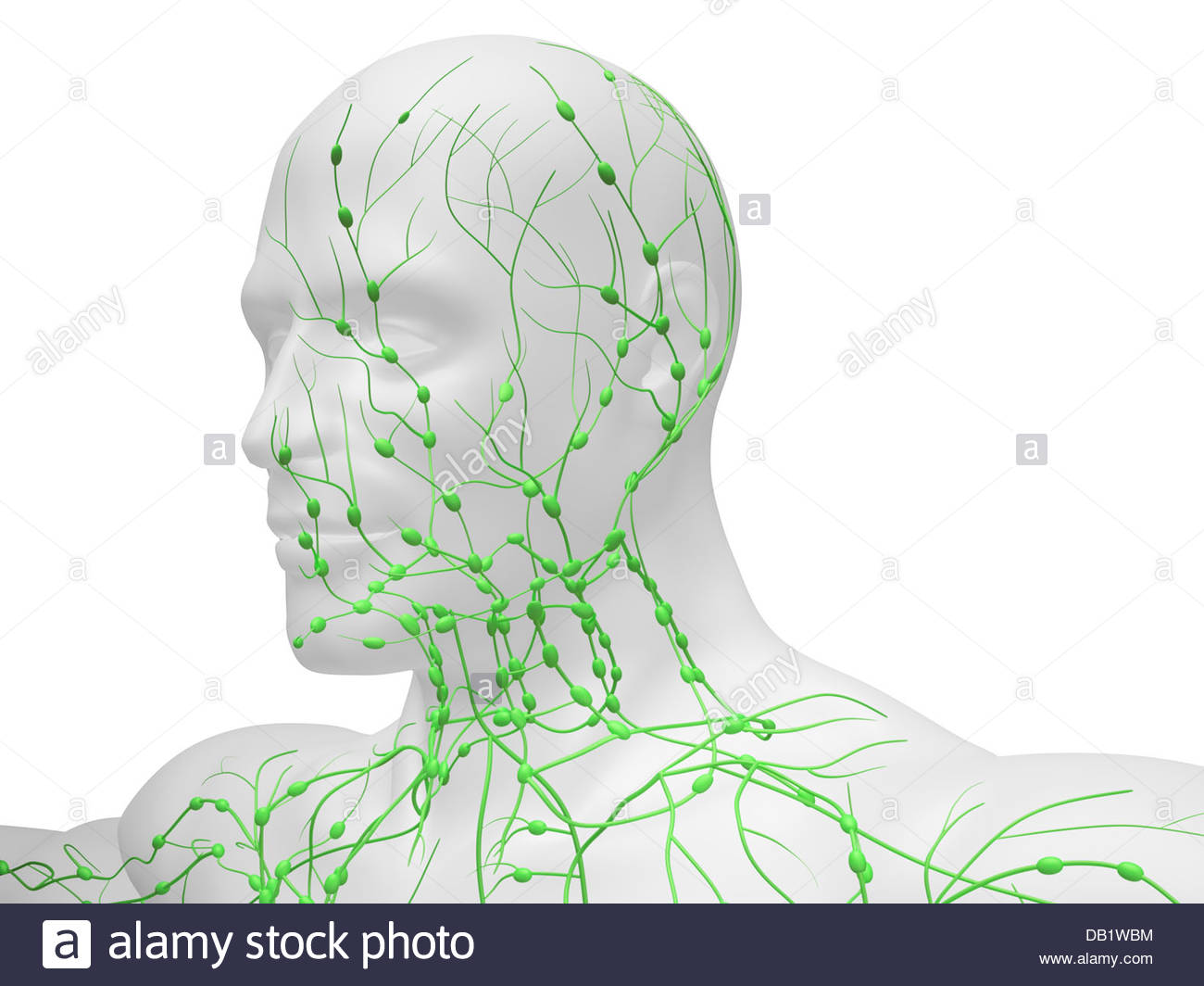 Lymphatic System Of Neck And Head Banque D Image Et Photos Alamy