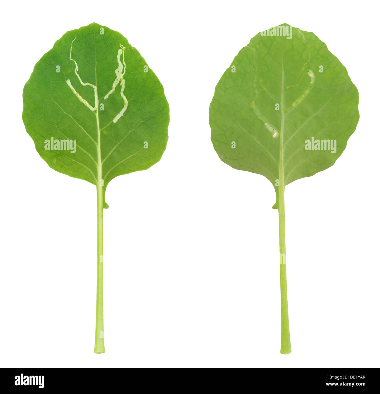 Feuilles de chou-rave attaqué par mineuse, isolé Banque D'Images