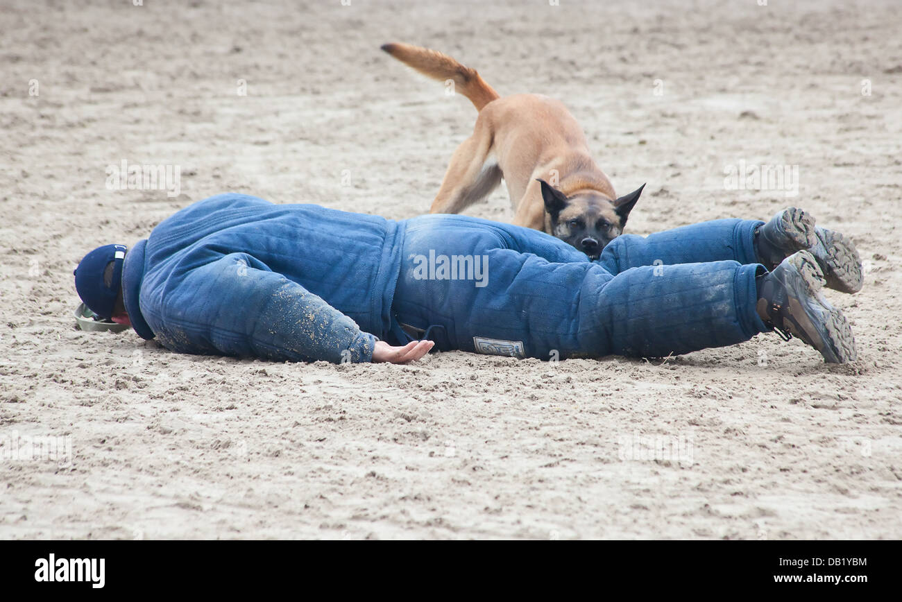 Chien de police soupçonnés d'attaquer la criminalité à la formation Banque D'Images