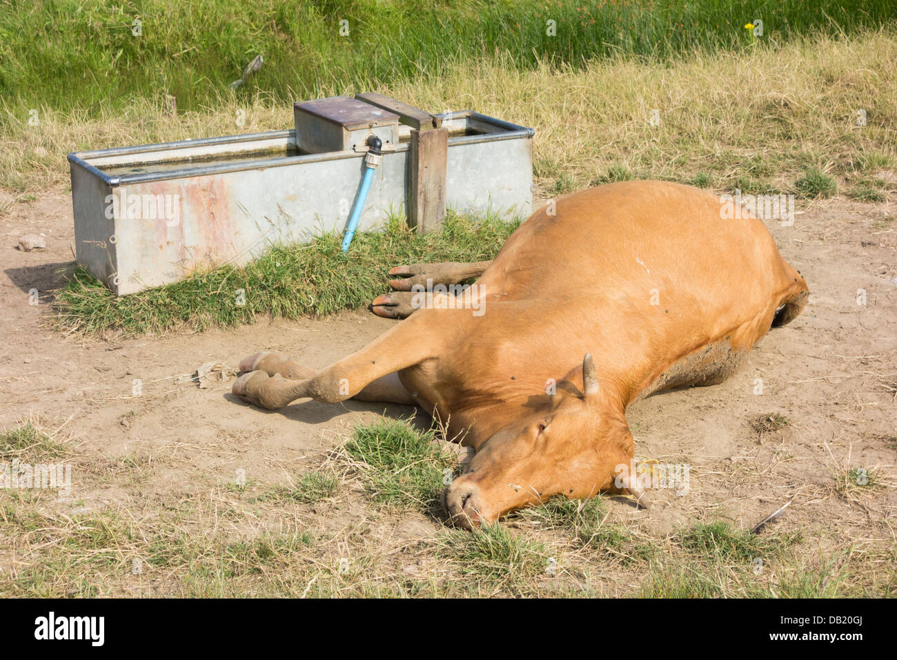 Vache morte près de l'eau d'alimentation. Angleterre, Royaume-Uni Banque D'Images