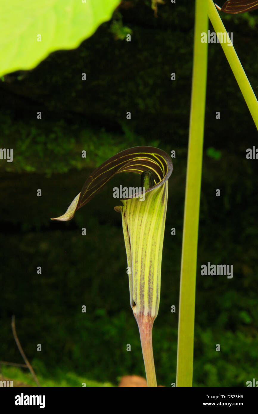 Jack in the Pulpit, Deep Creek, Parc national des Great Smoky Mountains, North Carolina, USA Banque D'Images