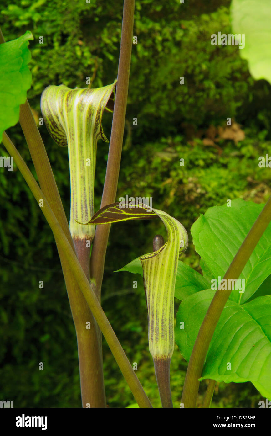 Jack in the Pulpit, Deep Creek, Parc national des Great Smoky Mountains, North Carolina, USA Banque D'Images