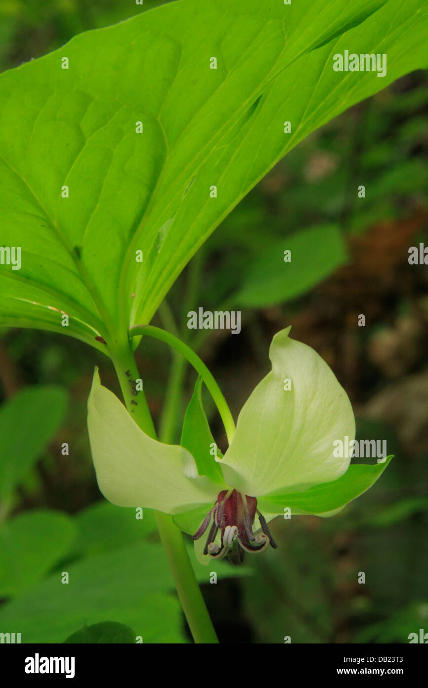 Trillium, Deep Creek, Parc national des Great Smoky Mountains, North Carolina, USA Banque D'Images
