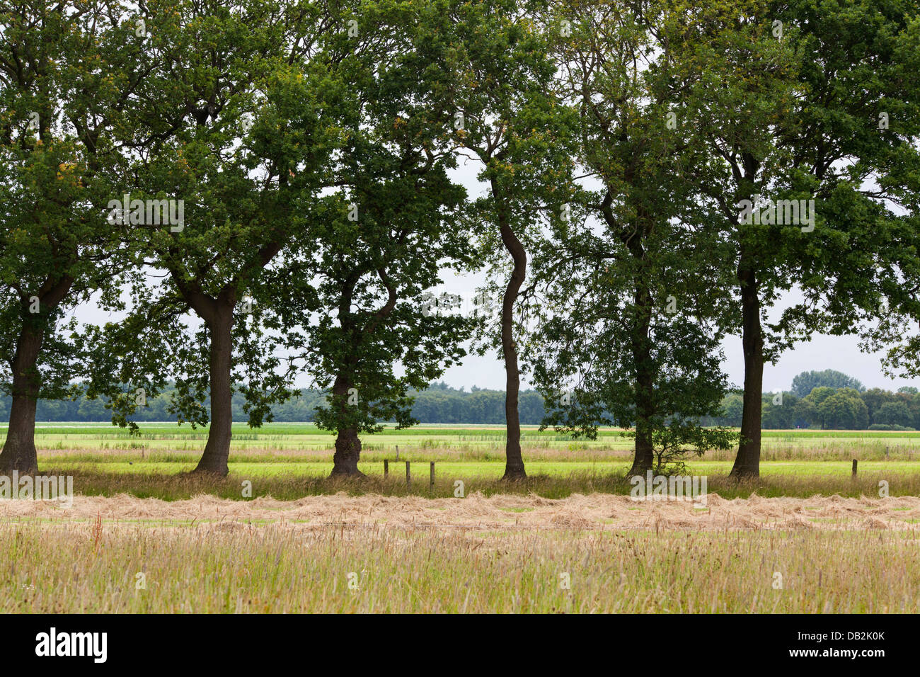 Rive boisée paysage dans la province de Drenthe aux Pays-Bas Banque D'Images