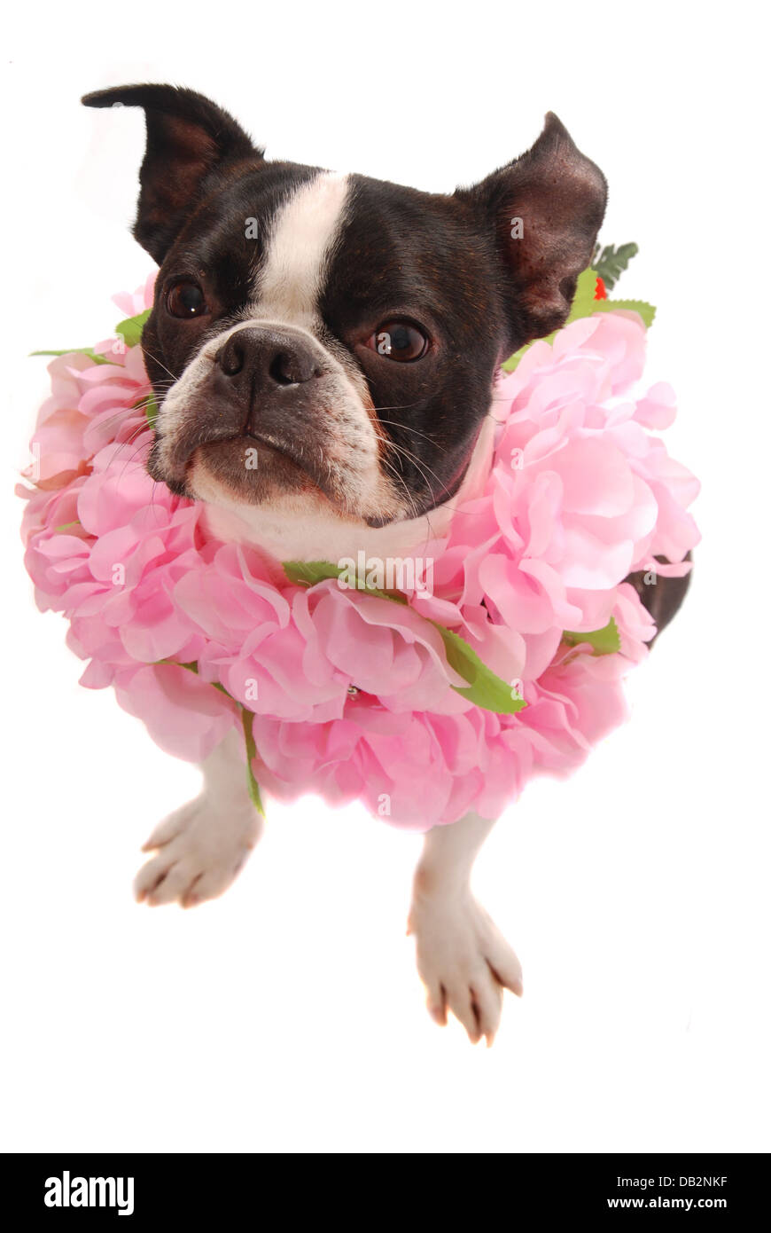 Boston Terrier Dog Wearing Hawaiian Lei Banque D'Images