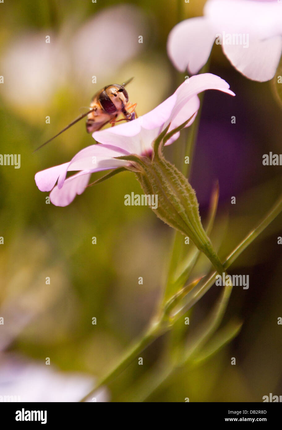 Hover-mouche sur une fleur sauvage. Banque D'Images