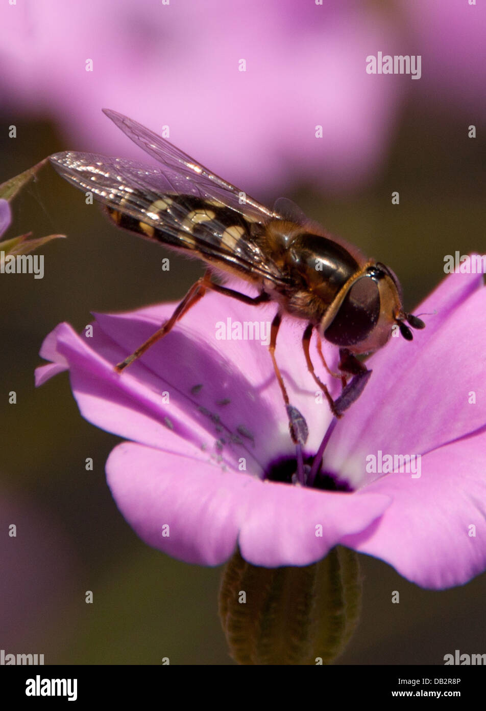 Hover-Scaeva Pyrastri - fly,, Banque D'Images