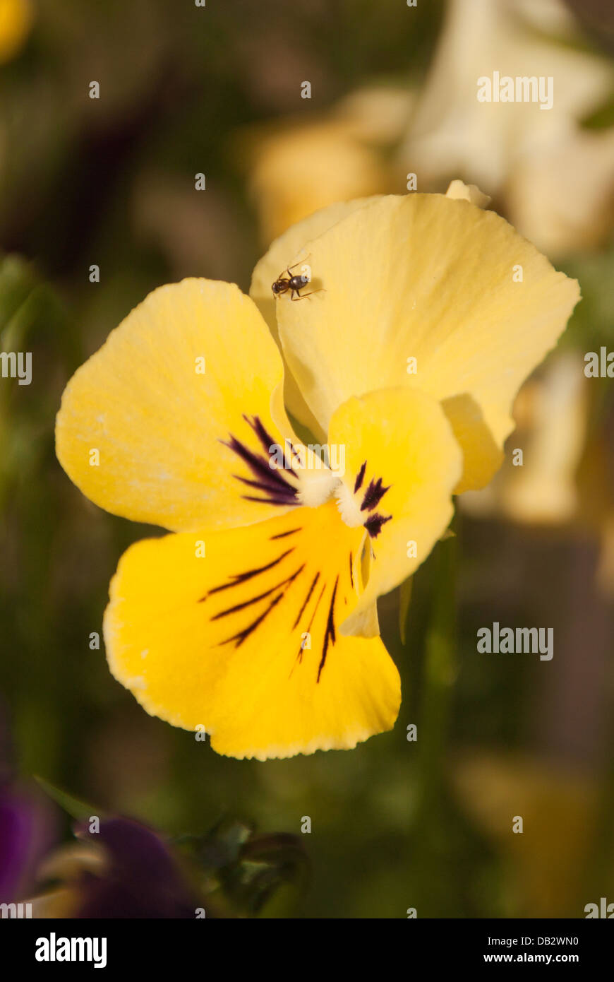 Le jardin noir - Ant Lasius niger vol de nectar a Pansy. Banque D'Images