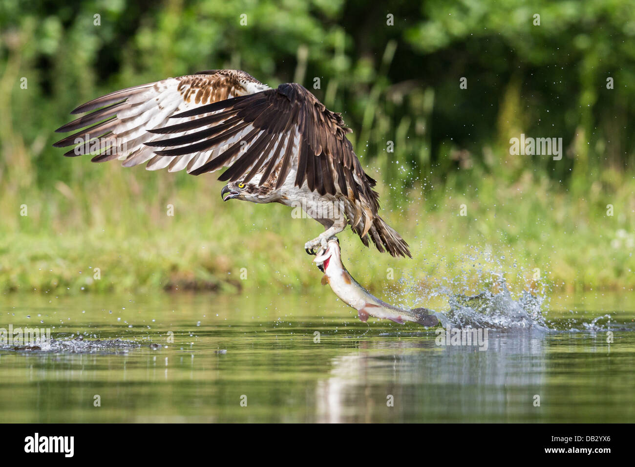 Balbuzard pêcheur (Pandion haliaetus) la pêche et la capture d'un touladi à Aviemore, Écosse, Cairngorms Banque D'Images