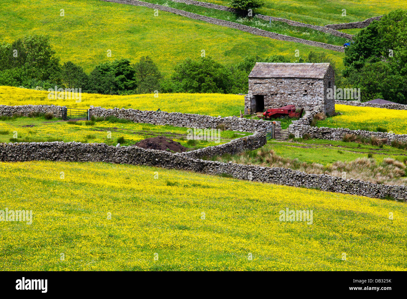 Domaine Grange de Buttercup Meadows près de Mickfield dans Swaledale England Yorkshire Dales Banque D'Images