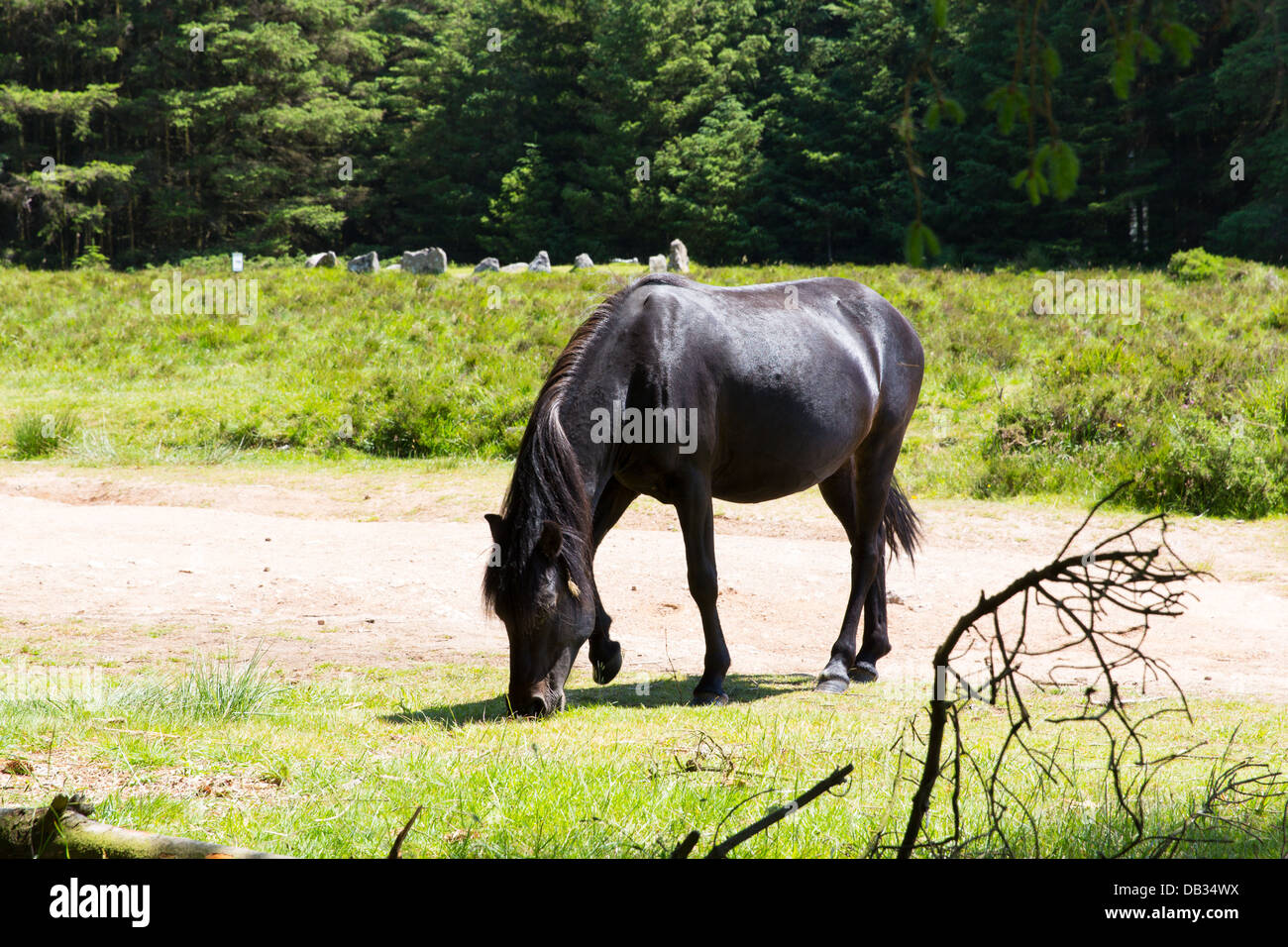 Poney Dartmoor Devon dans le parc national à Soussons Cercle Cairn une sépulture de l'âge du bronze et une attraction touristique Banque D'Images