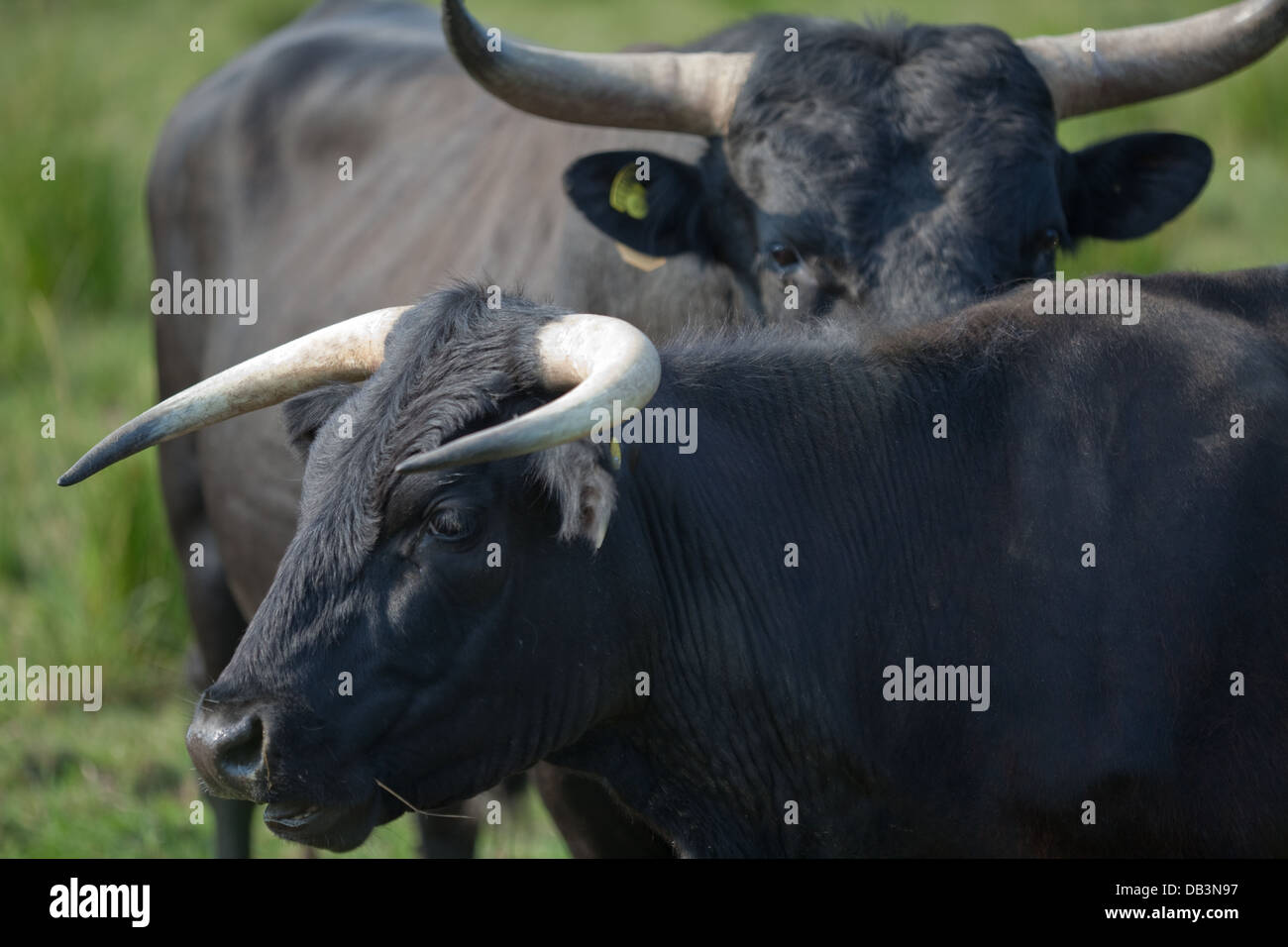 Noir gallois bovins (Bos taurus). Le taureau derrière, ont tendance à avoir plus de cornes généralisée que vaches, avant. Banque D'Images