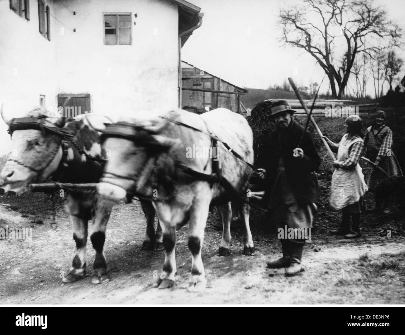 agriculture, agriculteurs, agriculteur avec une étendue de bœufs, Reichling, 1920, droits additionnels-Clearences-non disponible Banque D'Images