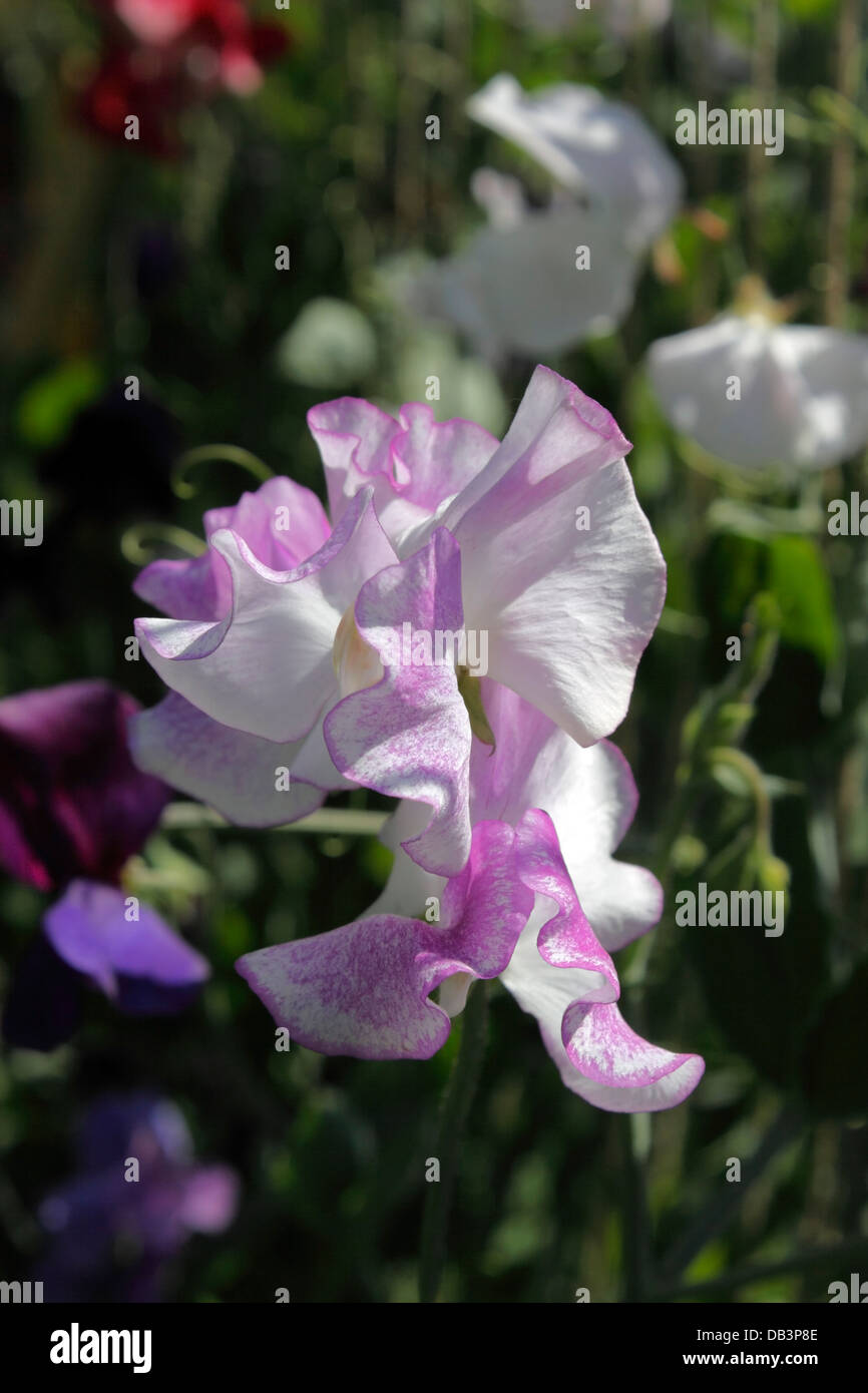 LATHYRUS. SWEET PEA. EVERLASTING PEA.. Banque D'Images