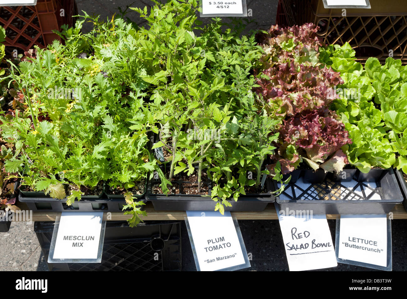 Légumes plantes en vente sur Union Square greenmarket, New York City Banque D'Images