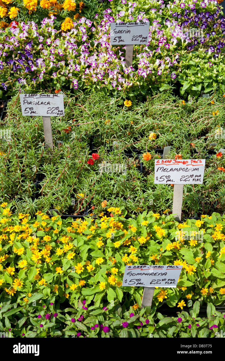Plantes et fleurs à vendre sur Union Square greenmarket, New York City Banque D'Images