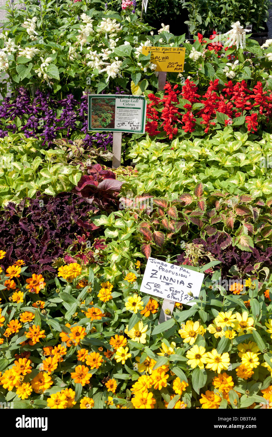 Plantes et fleurs à vendre sur Union Square greenmarket Banque D'Images