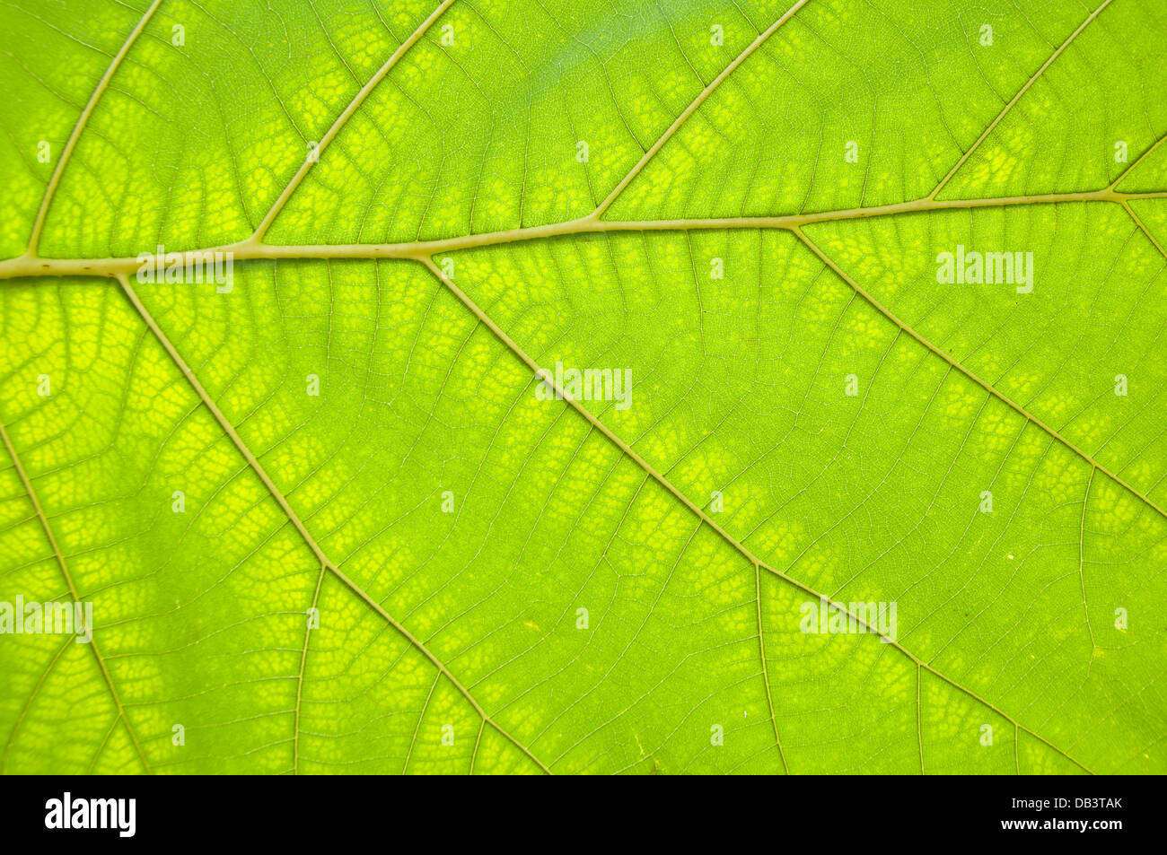 Bois de teck leaf texture background Banque D'Images