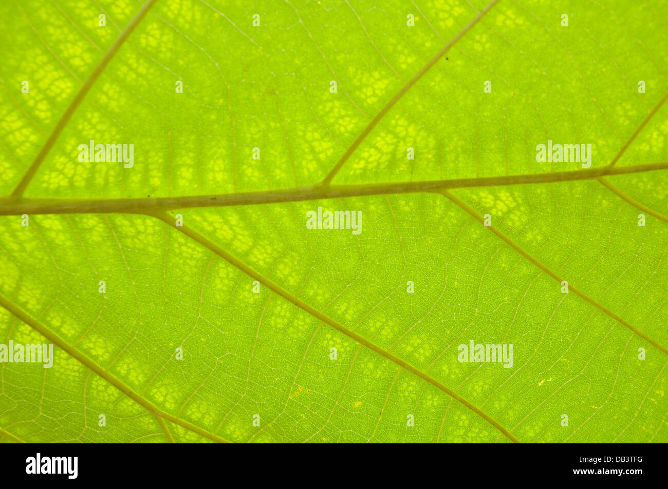 Bois de teck leaf texture background Banque D'Images
