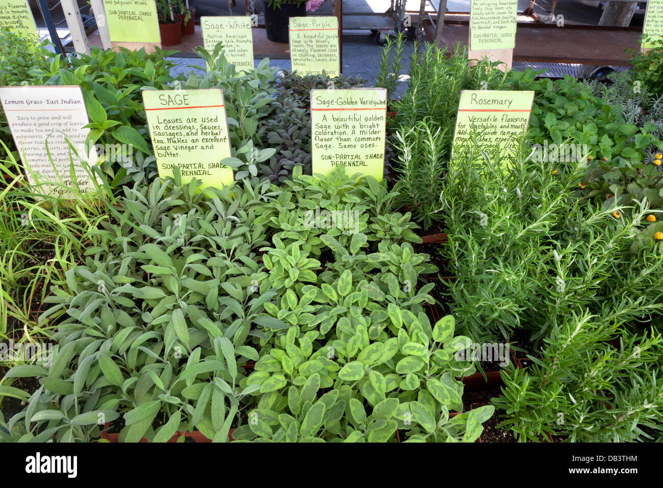 Herbes pour la vente sur Union Square greenmarket, New York City Banque D'Images