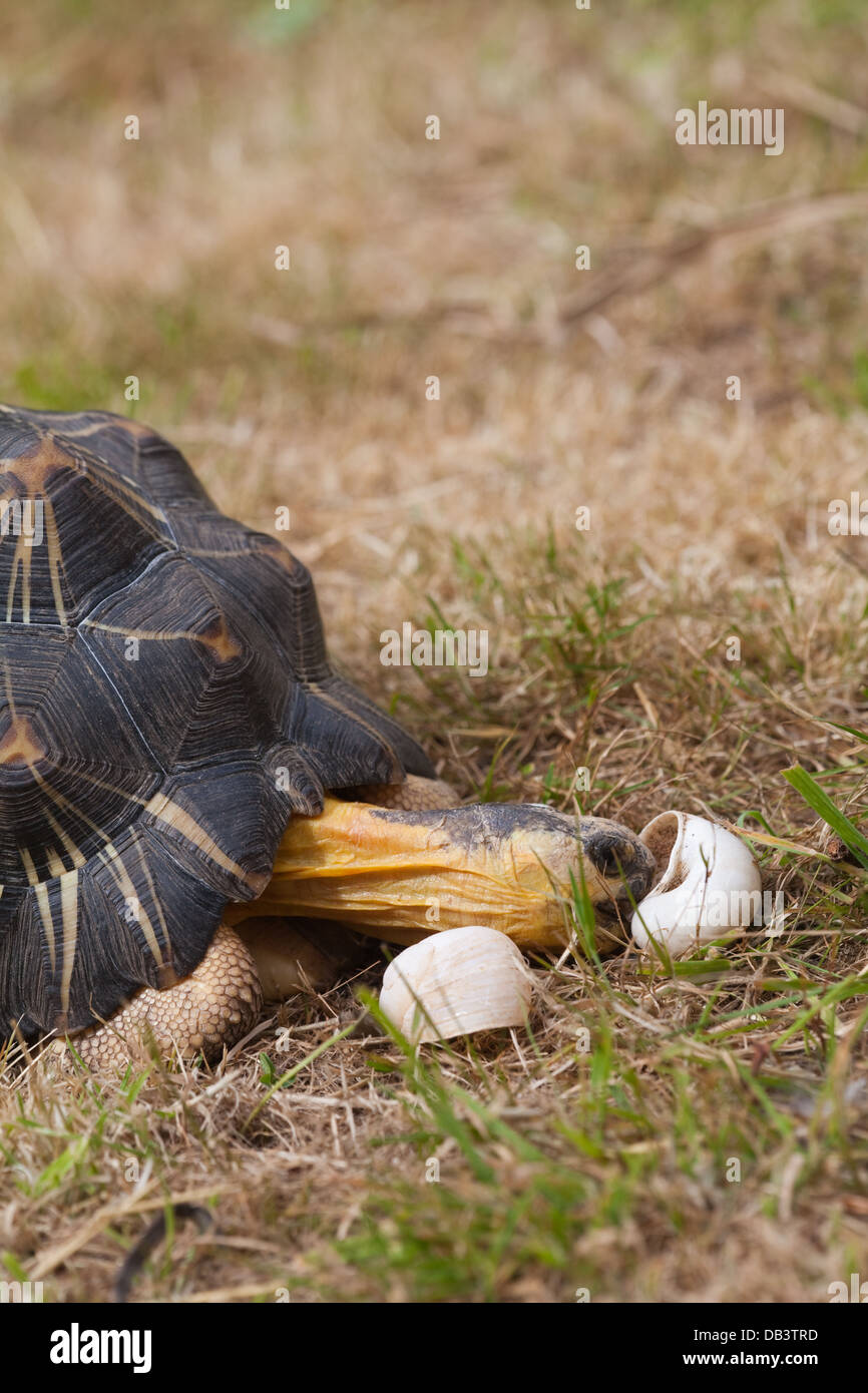 Tortue rayonnée (Astrochelys radiata). À la recherche de coquilles vides d'escargots terrestres morts (Ampelita sp. ) Afin d'obtenir le calcium. Banque D'Images