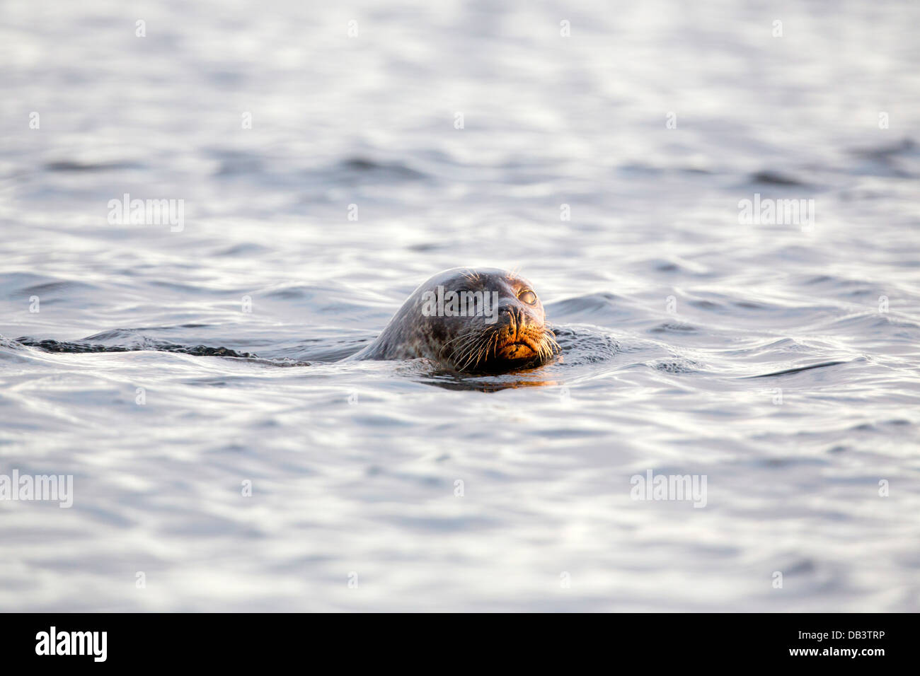 Phoque commun Phoca vitulina ; ; ; Natation ; Royaume-Uni ; Shetland Banque D'Images