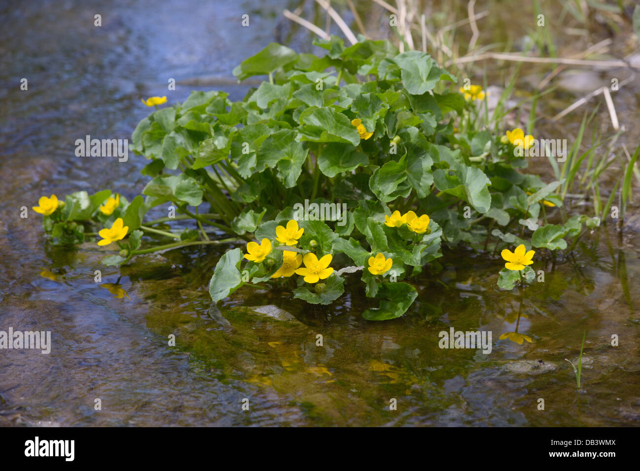 Kingcup Caltha palustris plante semi immergé dans l'eau douce de plus en plus, le Pays de Galles, Royaume-Uni Banque D'Images