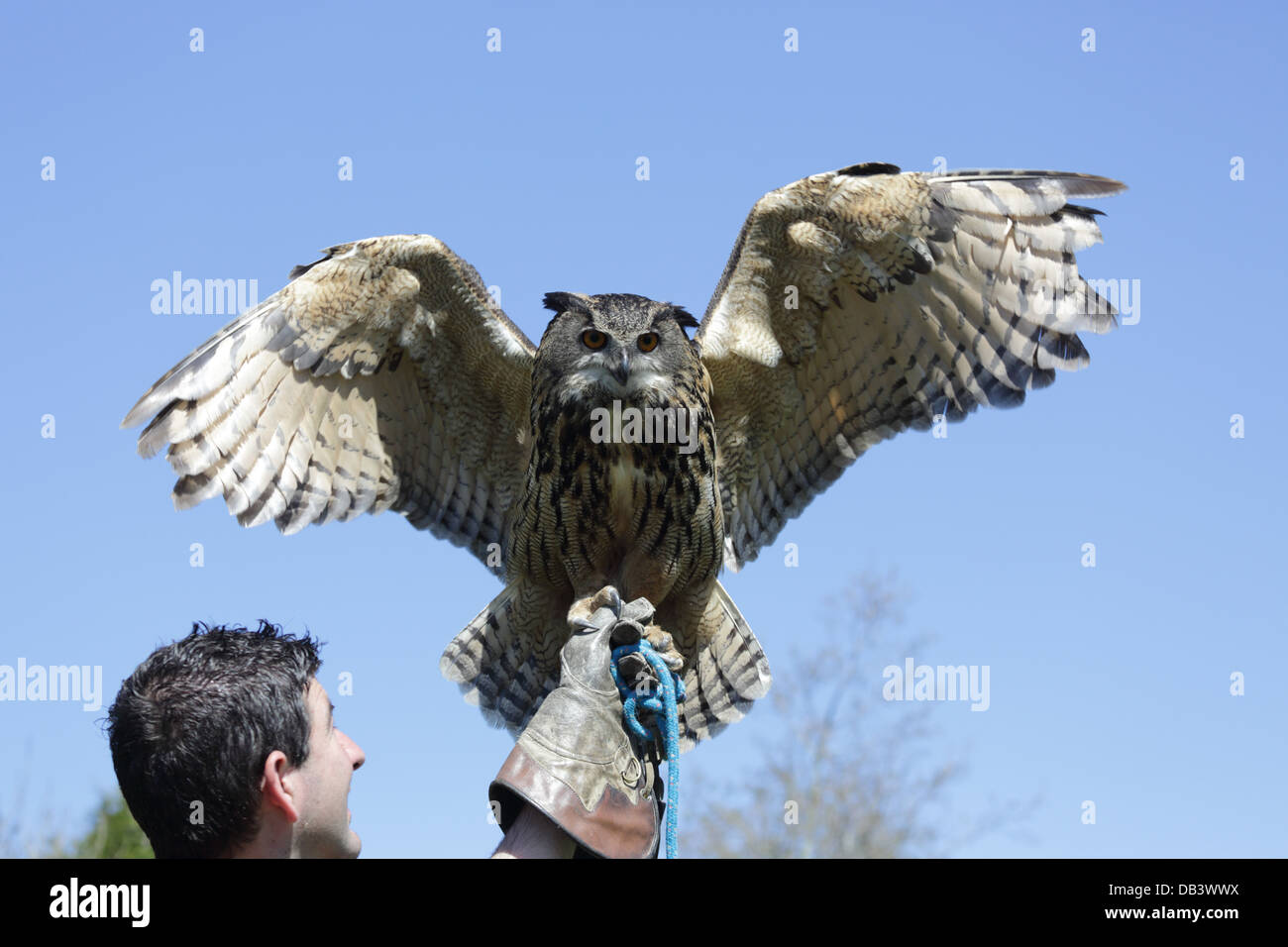 Eagle Owl Bubo bubo ; ; ; gestionnaire et UK Banque D'Images