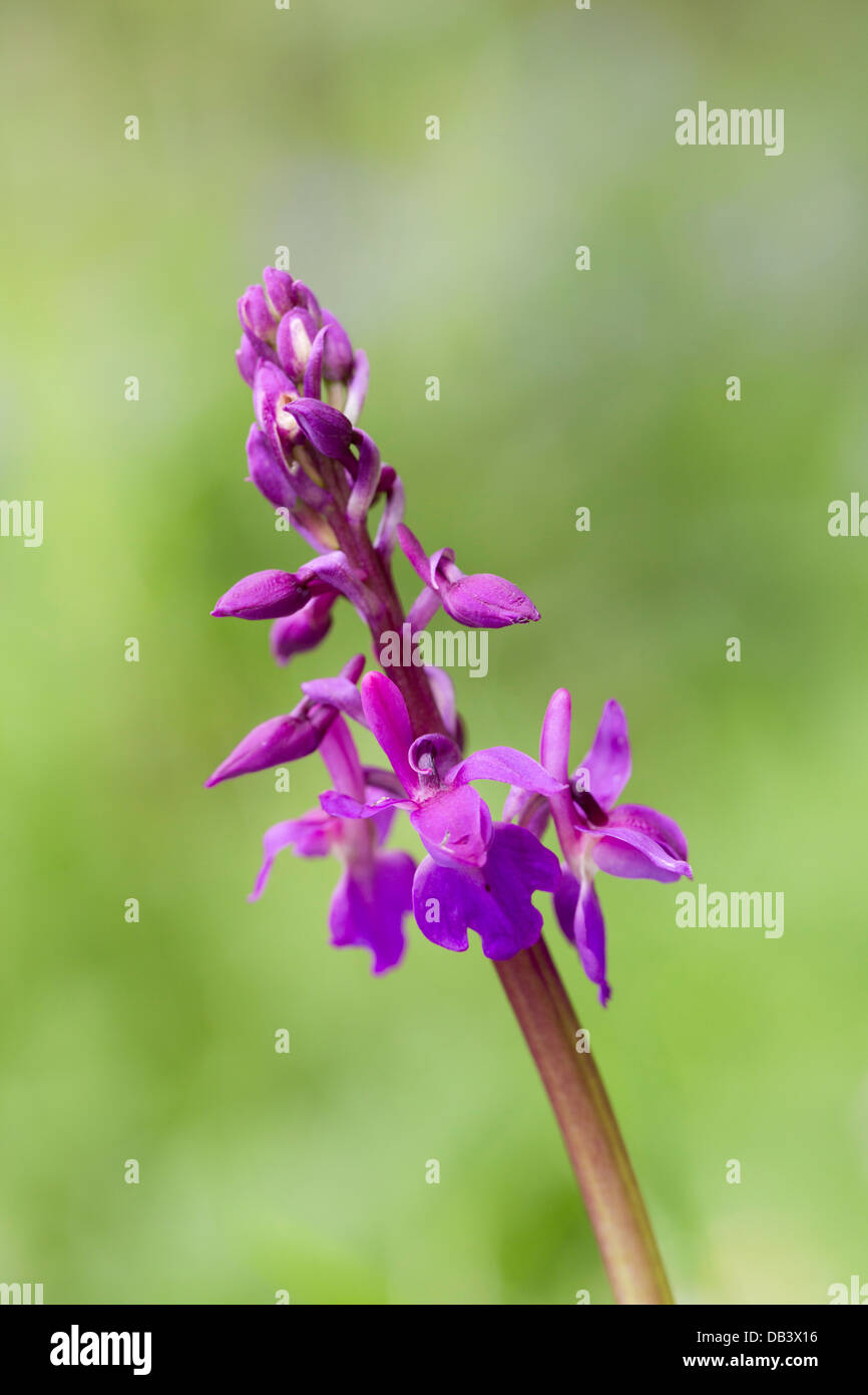 Early Purple Orchid ; Orchis mascula ; fleur ; UK Banque D'Images