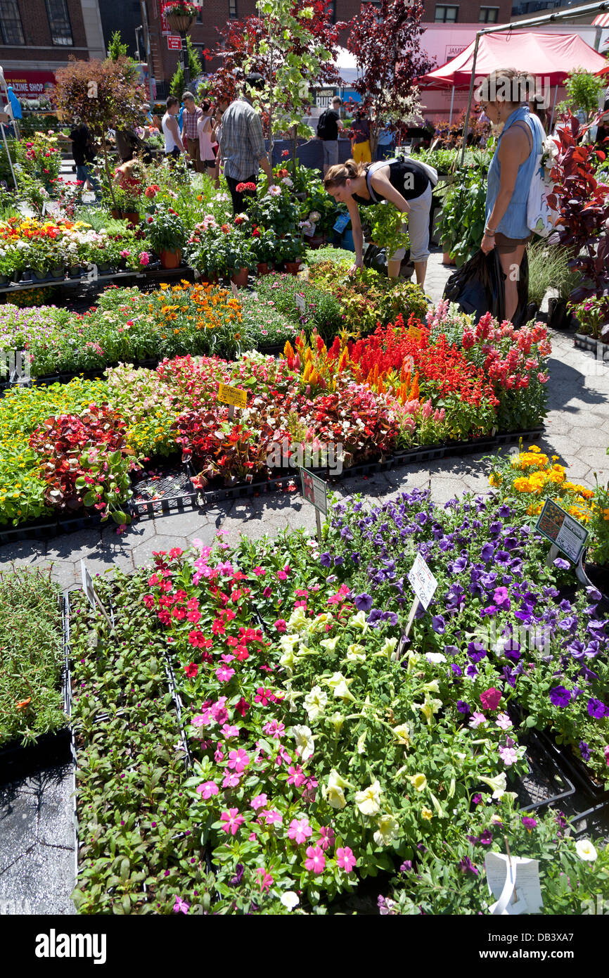 Plantes pour la vente sur Union Square greenmarket, New York City Banque D'Images