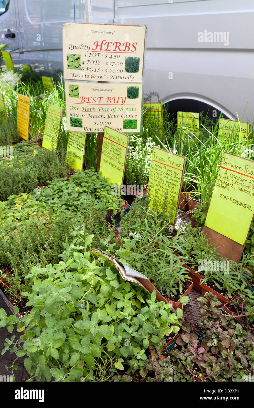 Des herbes fraîches en vente sur Union Square greenmarket, New York City Banque D'Images