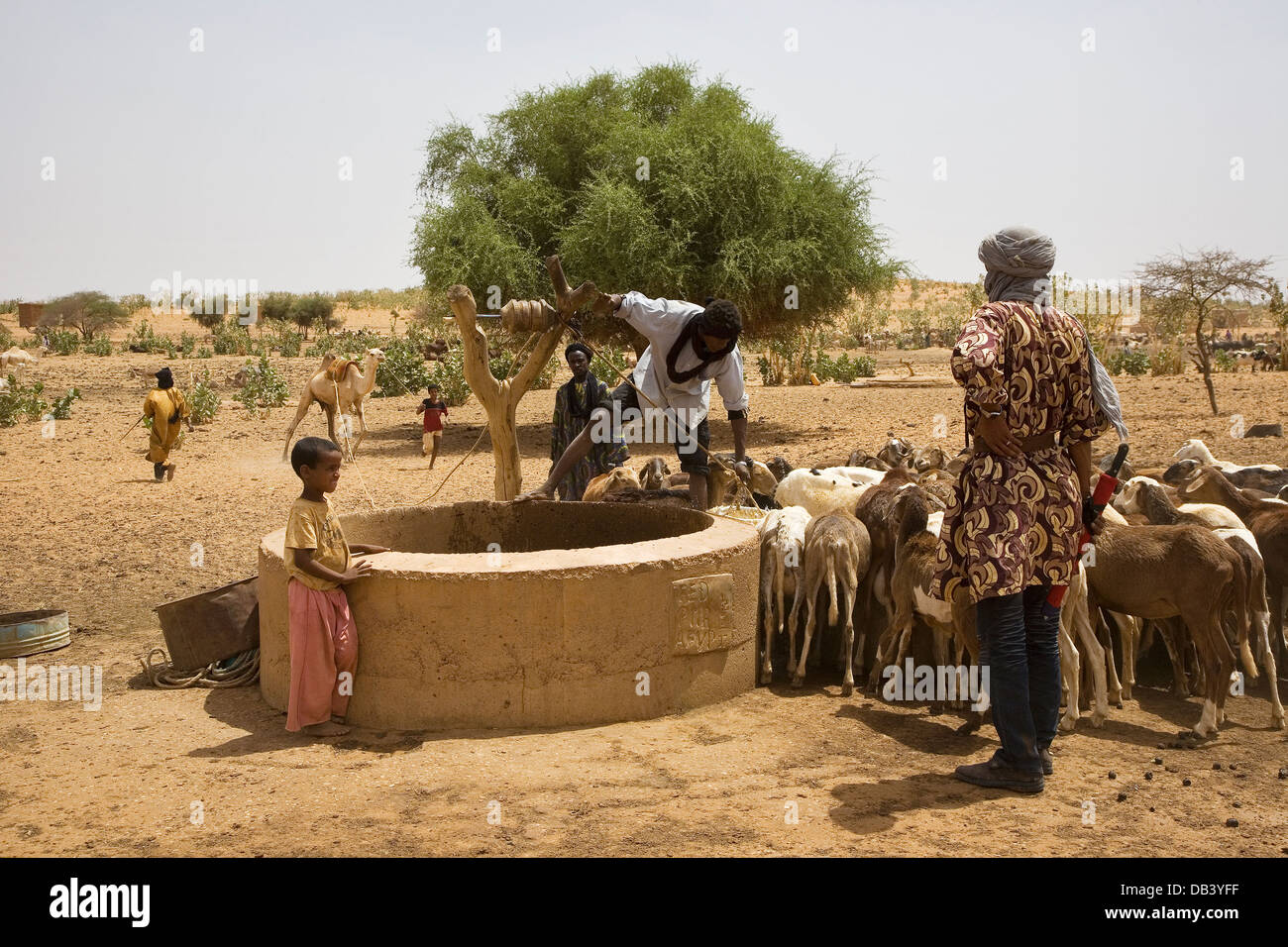 Bergers touaregs dans village à l'aide d'un composé à l'aide de chameaux aspirer l'eau jusqu'à partir d'un bien de l'animal à boire, ne le Mali Banque D'Images