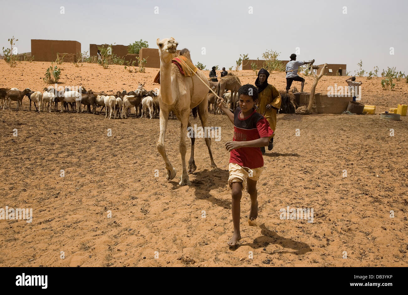Bergers touaregs et garçon dans village à l'aide d'un composé à l'aide de chameaux aspirer l'eau jusqu'à partir d'un bien de l'animal à boire, ne le Mali Banque D'Images