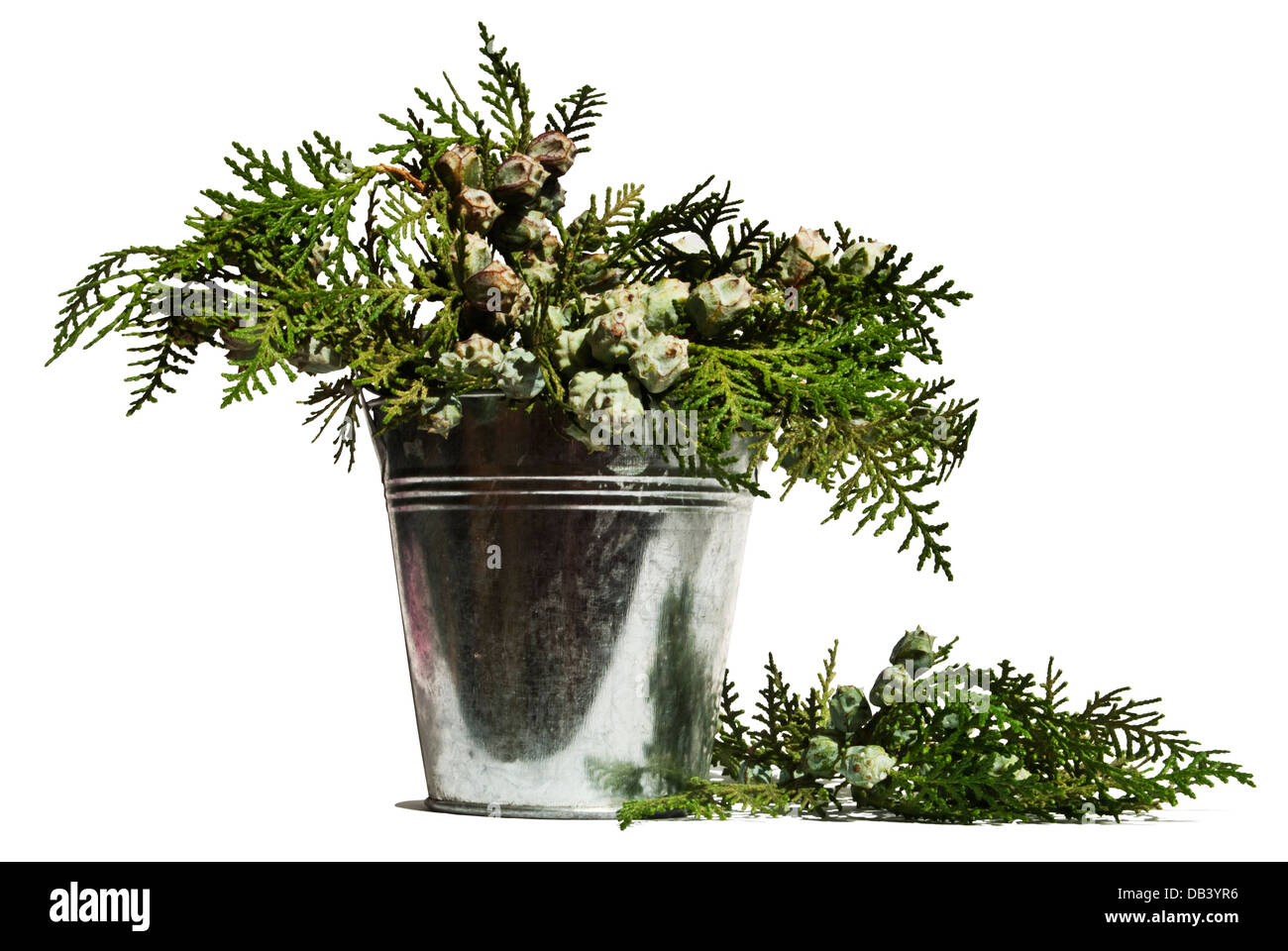 Composition florale décorative avec des branches de cyprès Banque D'Images