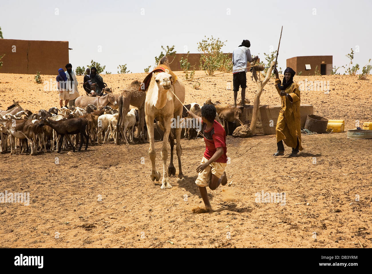 Bergers touaregs et garçon dans village à l'aide d'un composé à l'aide de chameaux aspirer l'eau jusqu'à partir d'un bien de l'animal à boire, ne le Mali Banque D'Images
