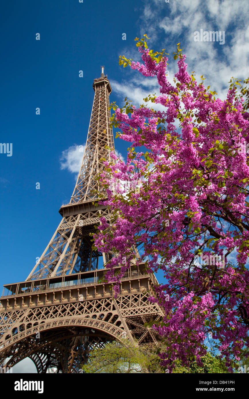 Arbre en fleur rose en dessous de la Tour Eiffel, Paris France Banque D'Images