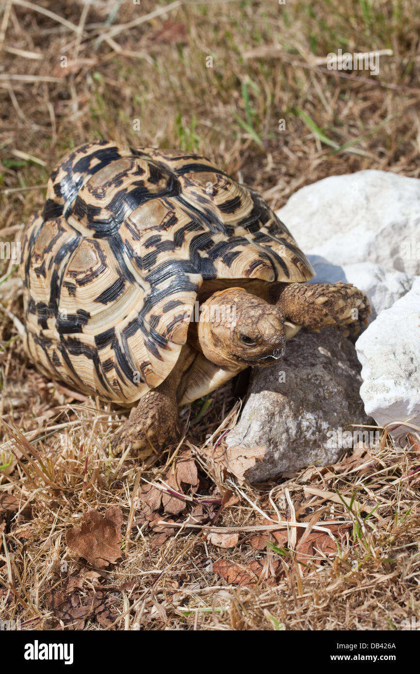 Tortue léopard (Geochelone pardalis). 'Bec' de mâchoire supérieure en consuminging de râpage et de morceaux de calcaire Banque D'Images