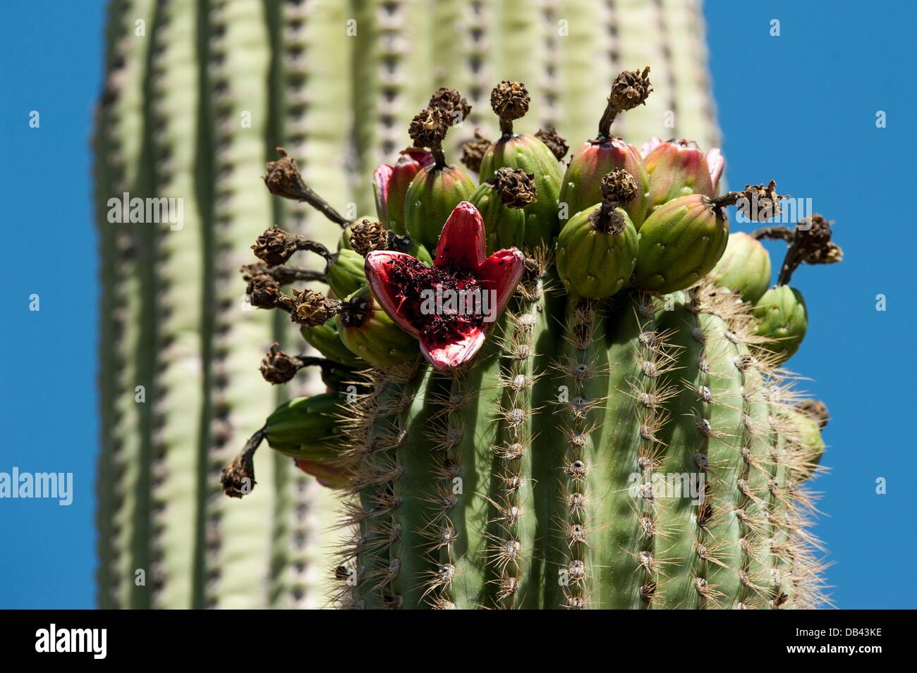 13 juin 2013 - Lukeville, Arizona, United States - UN saguaro cactus fleurit au tuyau d'Organe National Monument près de Lukeville, Arizona depuis 2006, près de la moitié du monument a été fermé à l'accès du public par ordre du surintendant du monument et le ministère de la sécurité intérieure, invoquant des préoccupations en matière de sécurité étant donné ce que les agents appellent un haut niveau de stupéfiants et la contrebande. (Crédit Image : ©/ZUMAPRESS.com) s Seberger Banque D'Images