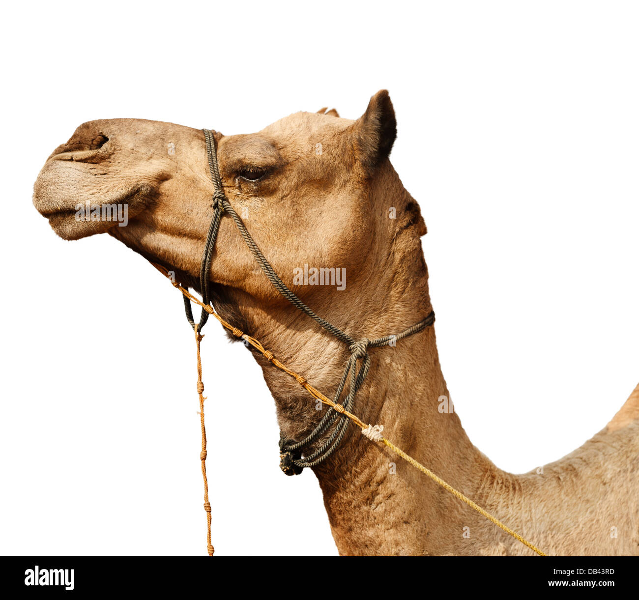 Portrait d'un jeune chameau close-up isolé sur fond blanc Banque D'Images