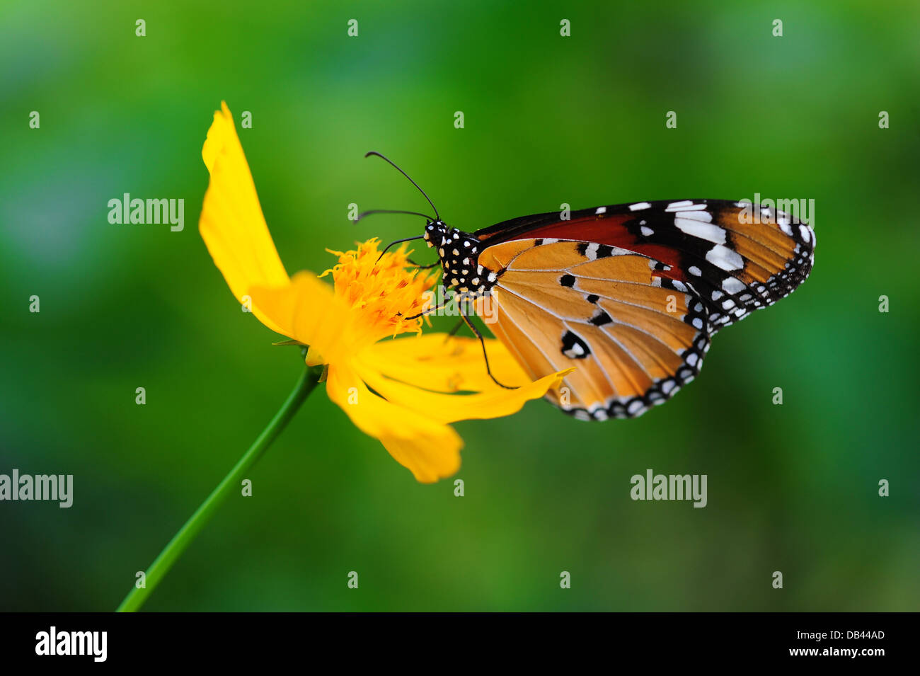 Papillon monarque sur fleur jaune Banque D'Images