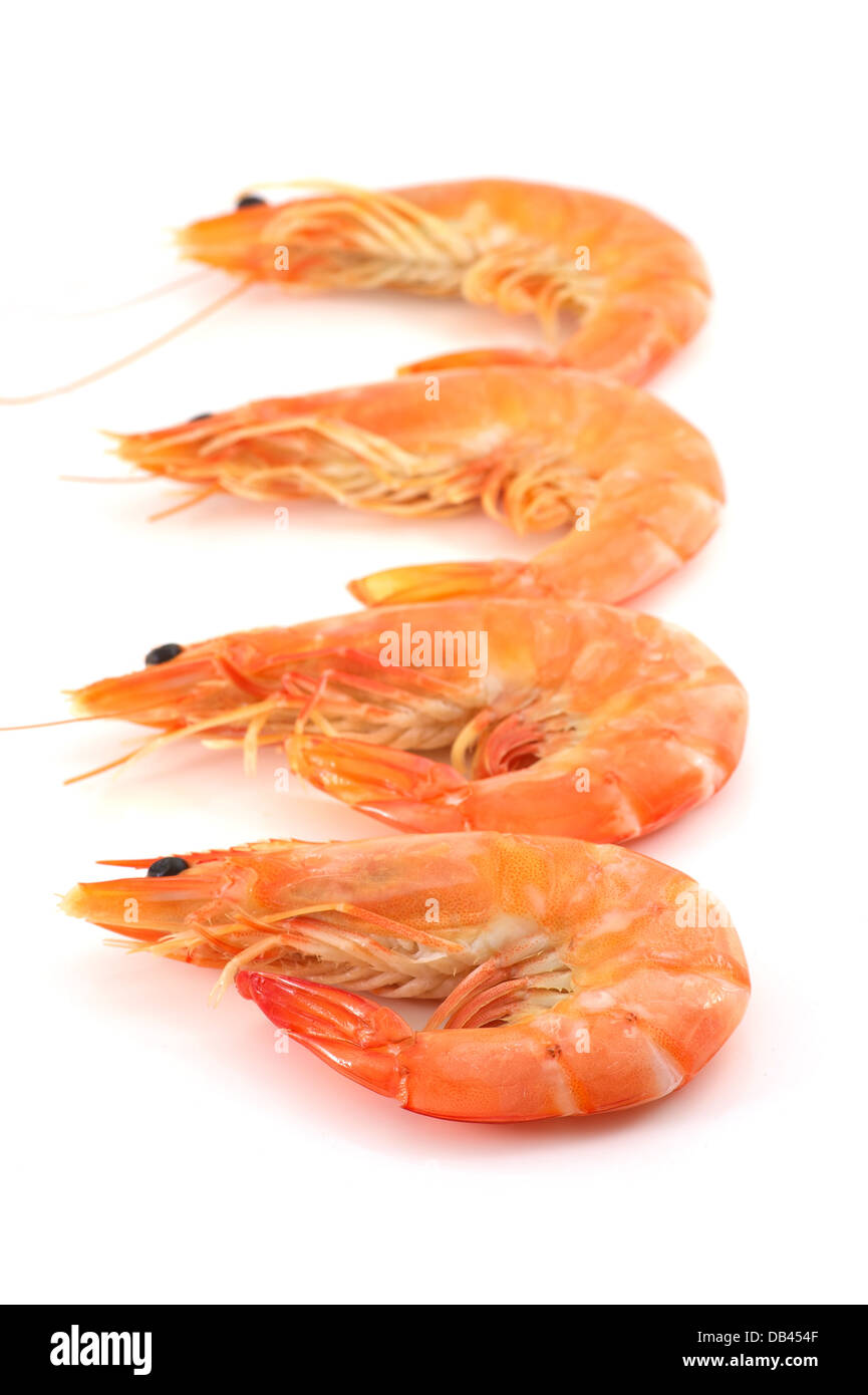 Crevettes, crevettes Banque D'Images