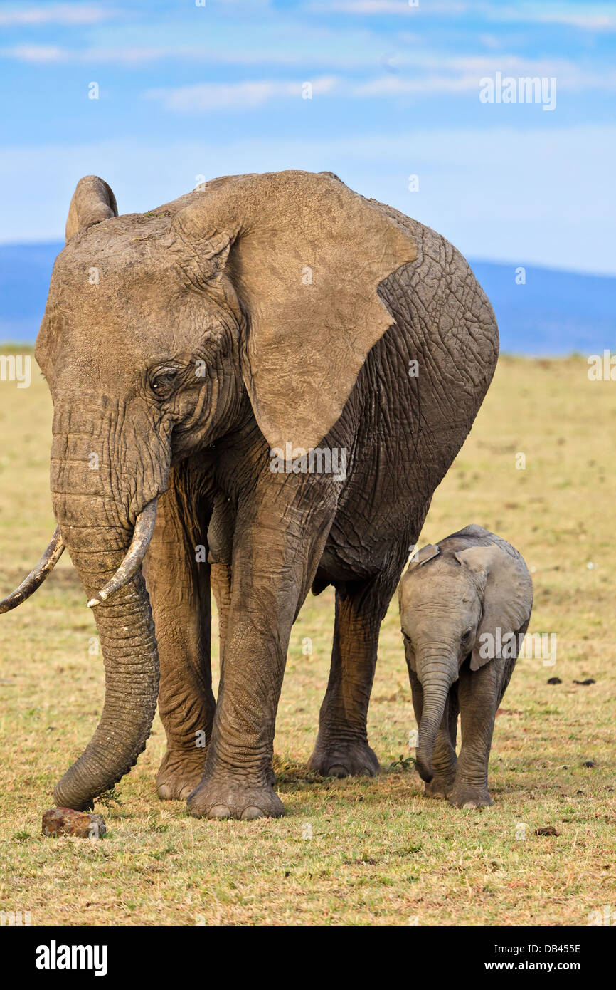 Mère et bébé éléphant marchant côte à côte à la réserve du Masai Mara, Kenya, Afrique Banque D'Images