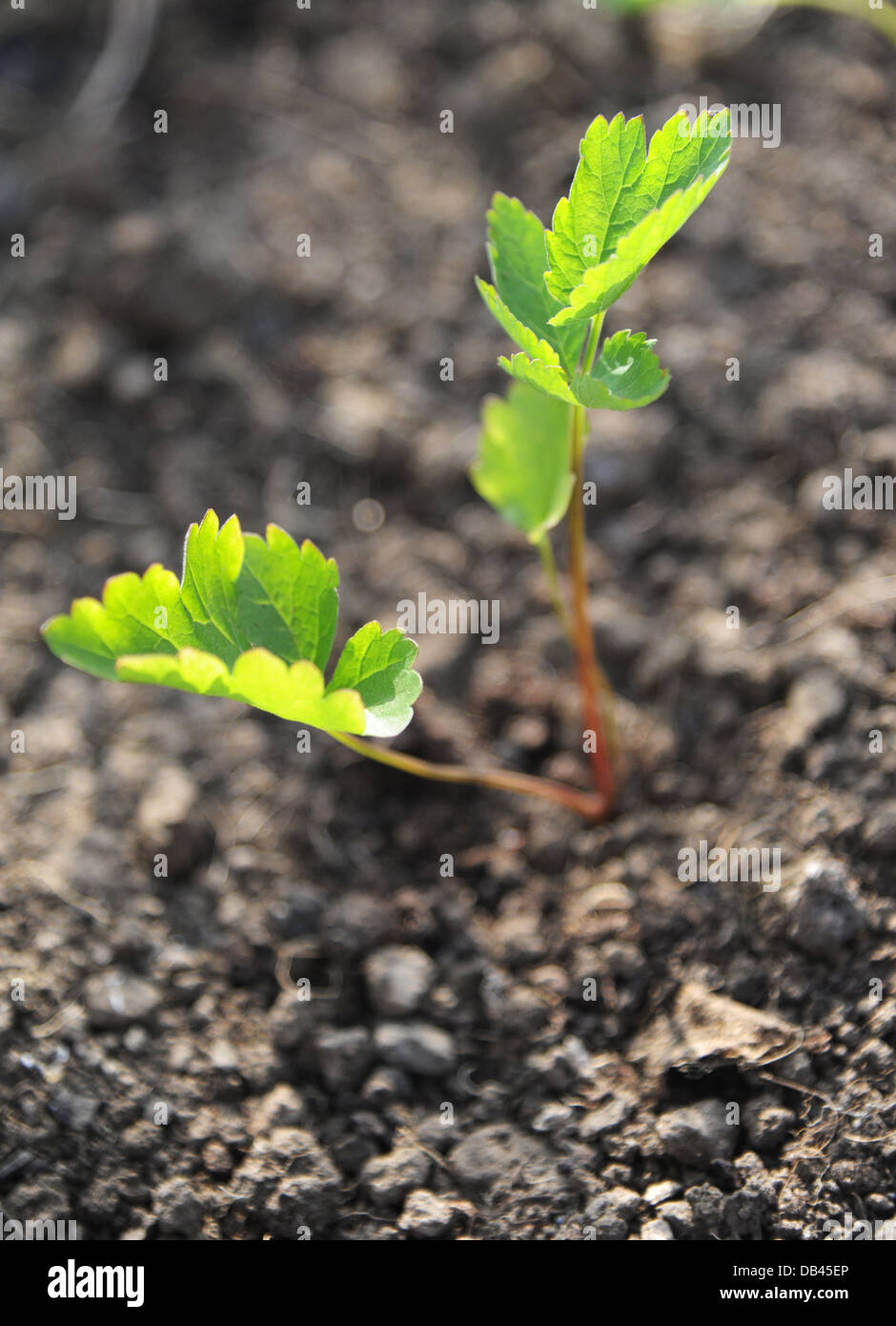 Les feuilles d'un semis de panais brillants dans le soleil matinal. Banque D'Images Les feuilles d'un semis de panais brillants dans le soleil matinal. Banque D'Images